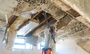 Best Black Mold Removal  in USA